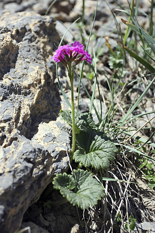 Image of Primula minkwitziae specimen.