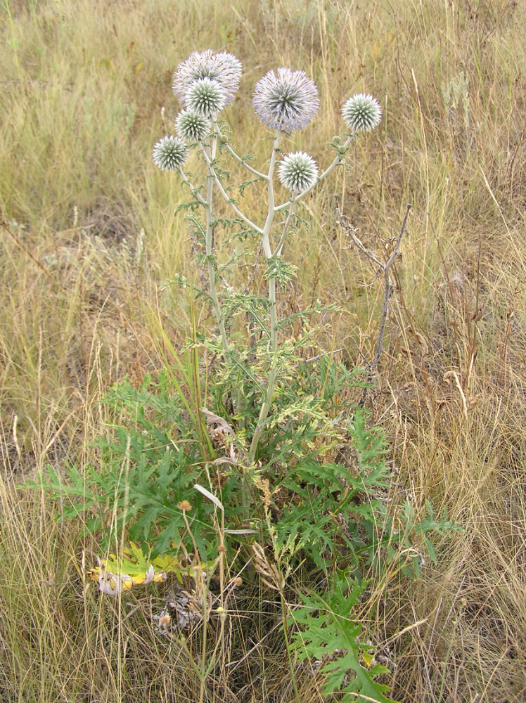 Image of Echinops sphaerocephalus specimen.