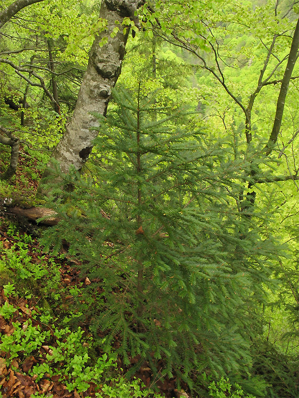 Image of Taxus baccata specimen.