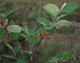 Cotoneaster melanocarpus. Ветвь с незрелыми плодами. Татарстан, Бавлинский р-н, каменистый склон. 13.05.2012.