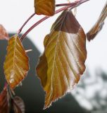 Fagus sylvatica variety purpurea. Листья. Германия, г. Кемпен. в городском саду. 13.05.2012.