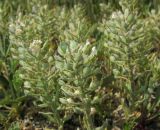 Alyssum lenense. Плодоносящие растения. Татарстан, г. Бавлы. 27.05.2012.