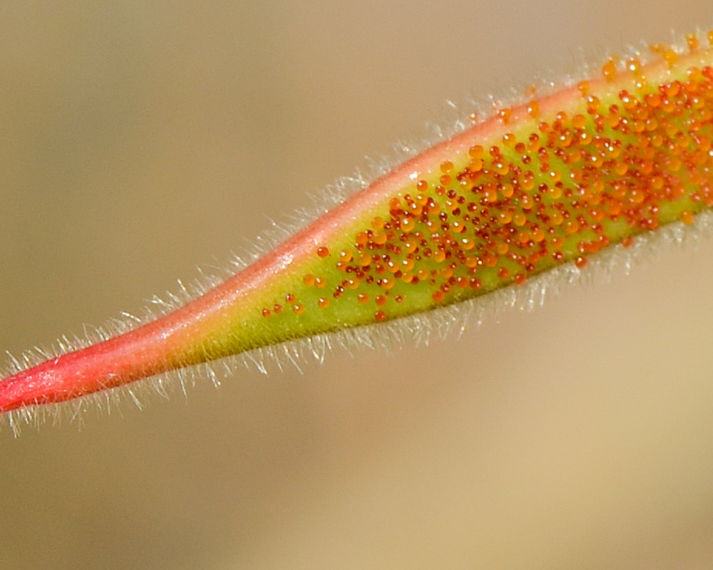 Image of Caesalpinia gilliesii specimen.