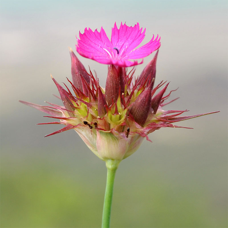 Изображение особи Dianthus subulosus.