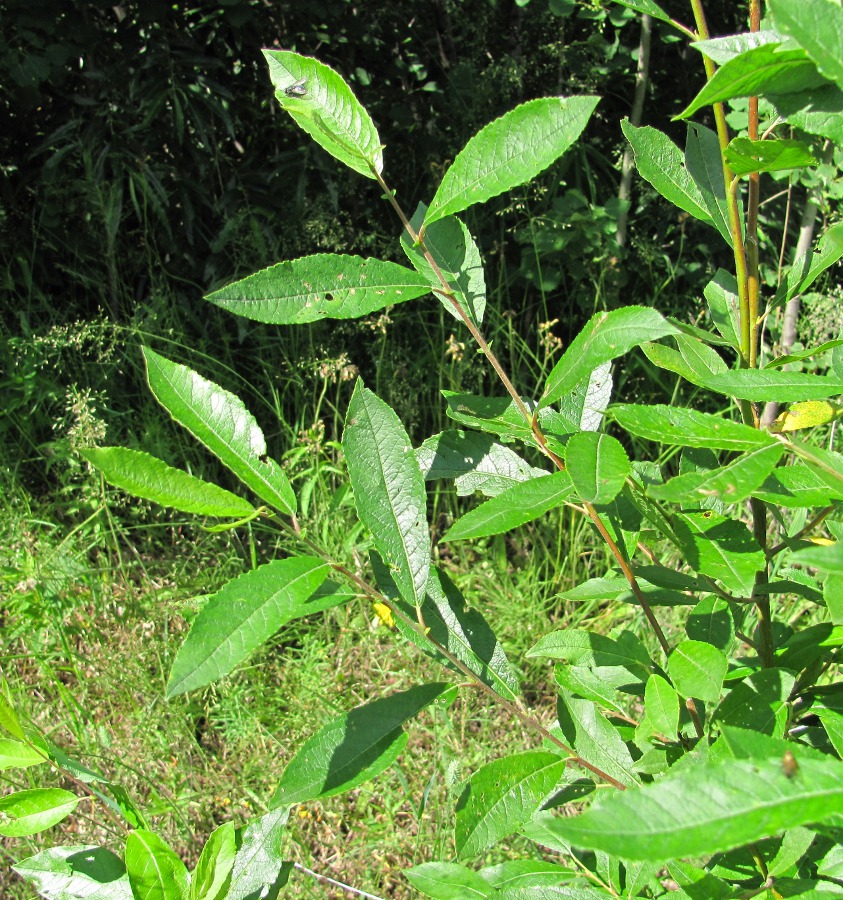 Image of Salix myrsinifolia specimen.