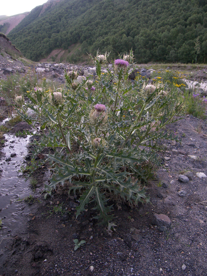 Image of Cirsium pugnax specimen.