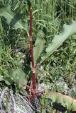 Rumex crispus. Прикорневая часть растения. Южный Казахстан, правобережье Сыр-Дарьи выше устья Арыси. 27.05.2012.