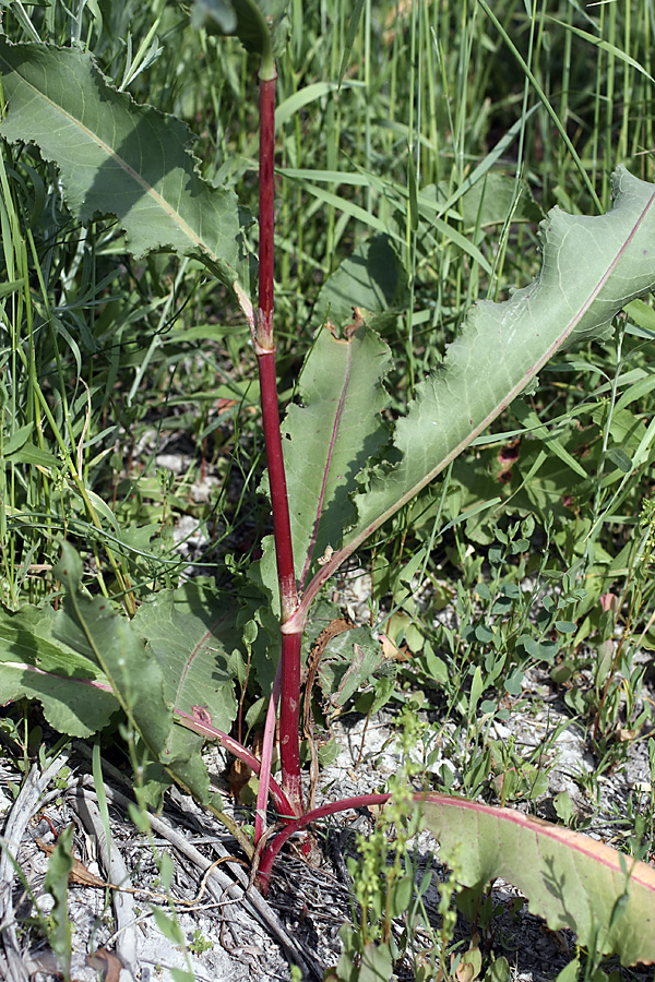 Изображение особи Rumex crispus.