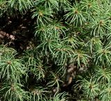 Picea glauca. Верхушки побегов (культивар `Conica`). Германия, г. Дуйсбург, зоопарк. 11.08.2012.