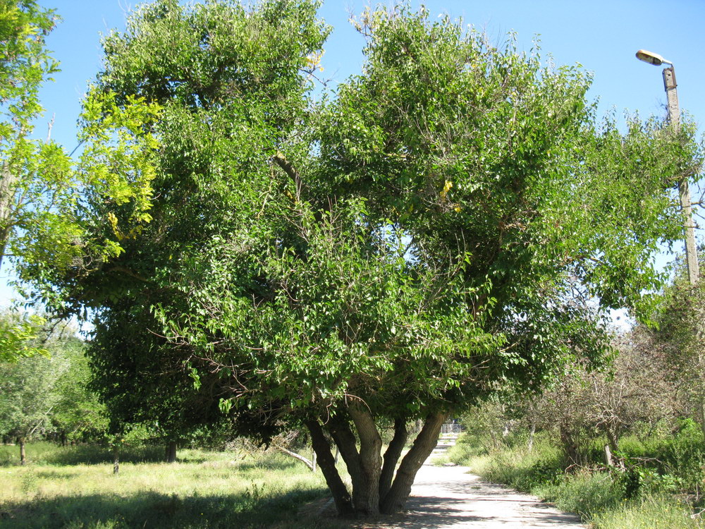 Изображение особи Morus alba.