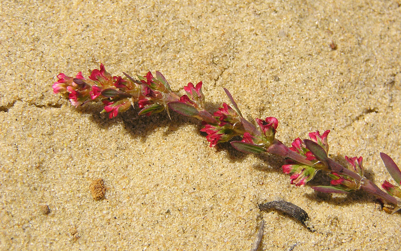 Image of genus Polygonum specimen.