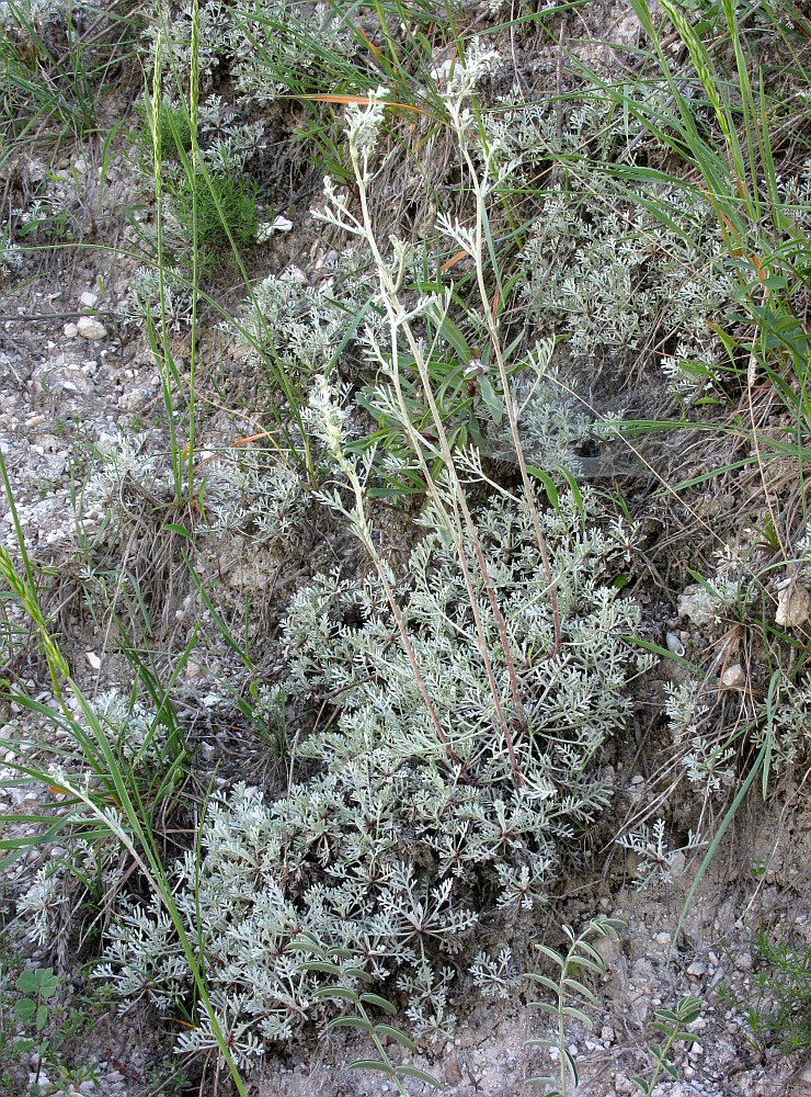 Image of Artemisia hololeuca specimen.