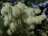 Pinus wallichiana. Ветвь ('Glauca'). Германия, г. Krefeld, ботанический сад. 16.09.2012.