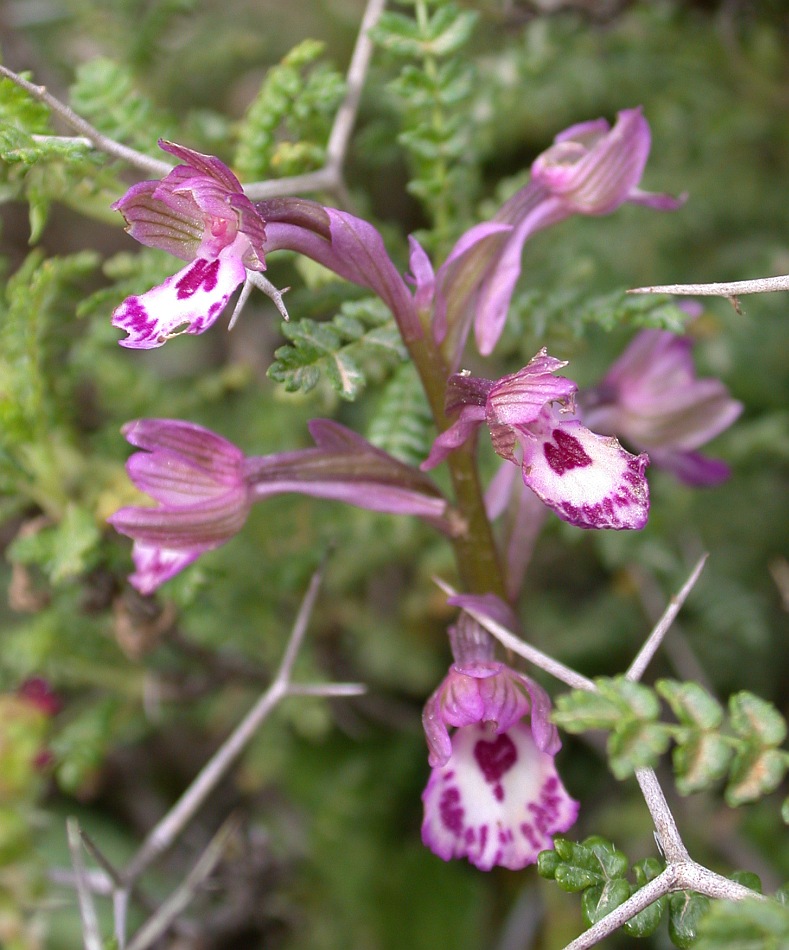 Image of Anacamptis &times; feinbruniae specimen.