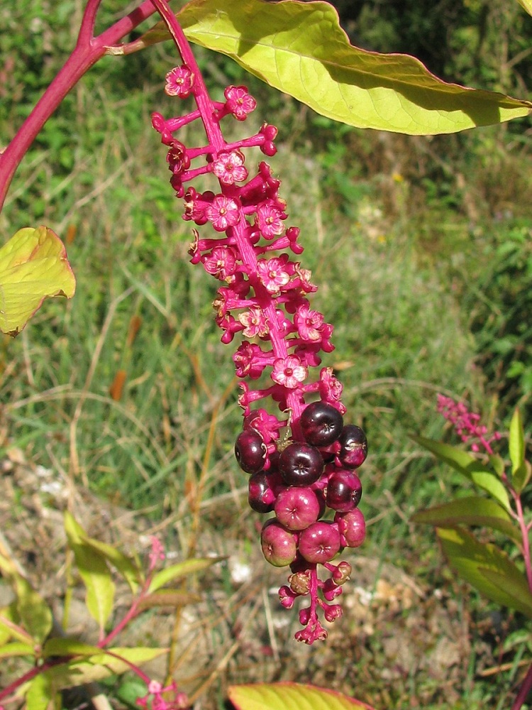 Image of Phytolacca americana specimen.