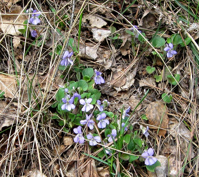 Image of Viola rupestris specimen.