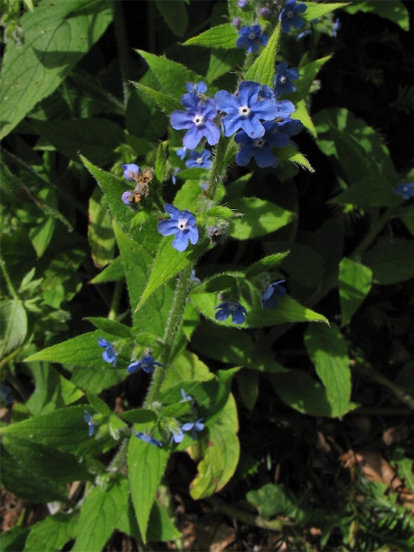 Image of Pentaglottis sempervirens specimen.