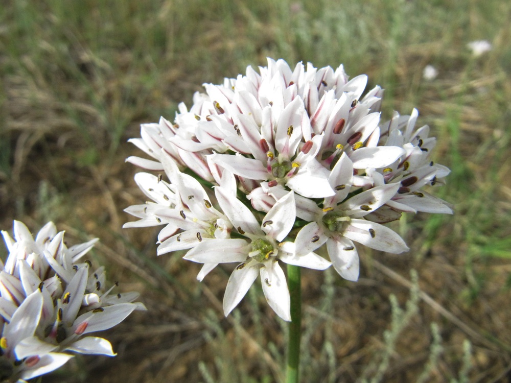 Изображение особи Allium ramosum.