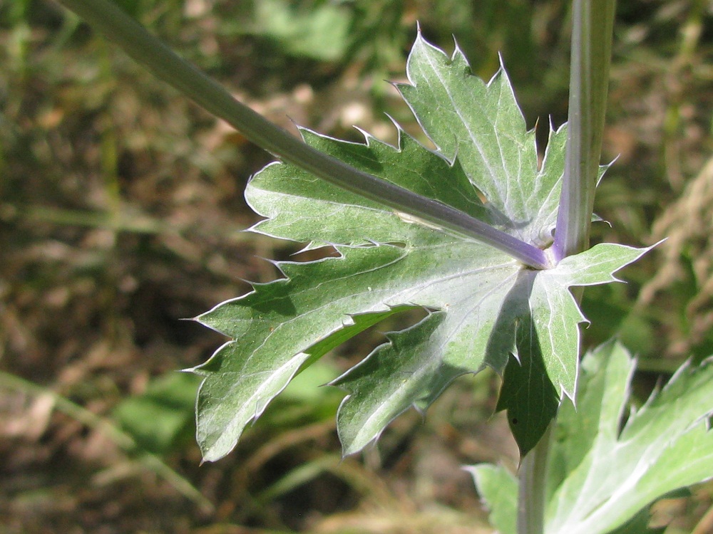 Изображение особи Eryngium planum.