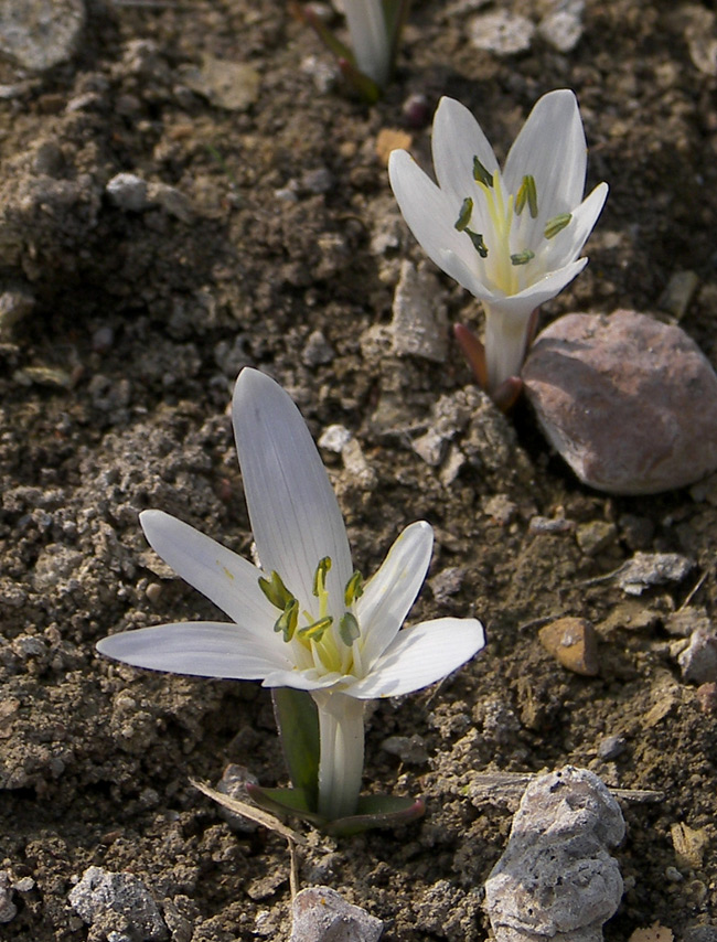 Image of Merendera mirzoevae specimen.