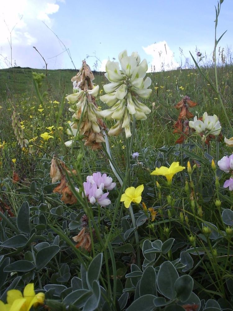 Image of Hedysarum grandiflorum specimen.