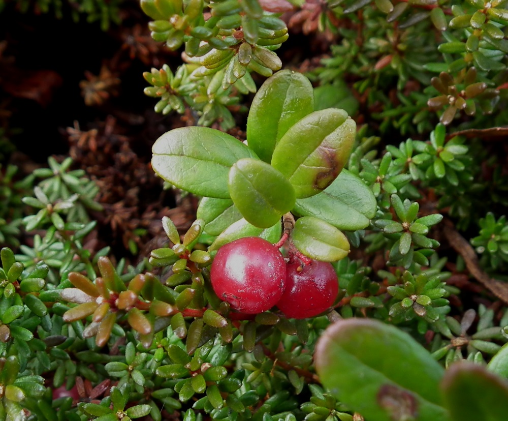 Image of Vaccinium vitis-idaea var. minus specimen.