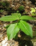 Mercurialis perennis. Плодоносящее растение. Крым, окр. Соколиного, Большой Каньон, буковый лес. 3 мая 2013 г.