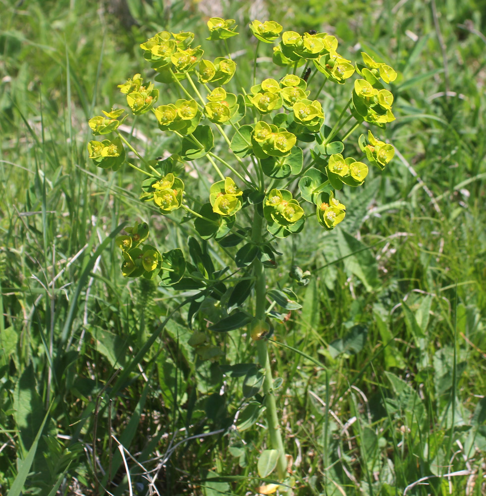 Изображение особи Euphorbia iberica.