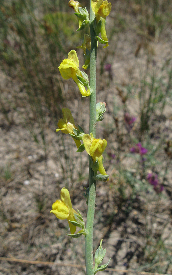 Изображение особи Linaria genistifolia.