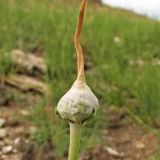 Allium atroviolaceum