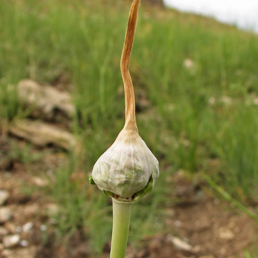 Image of Allium atroviolaceum specimen.