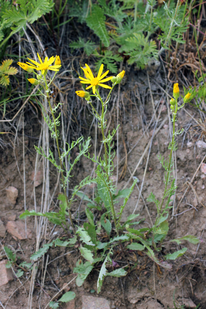 Image of Senecio jacobaea specimen.