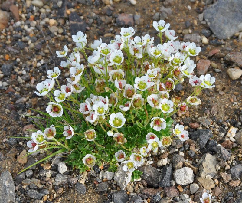 Изображение особи Micranthes merkii.