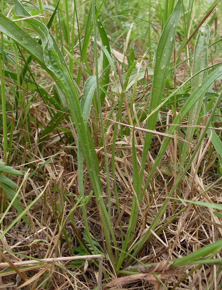 Изображение особи Plantago lanceolata.