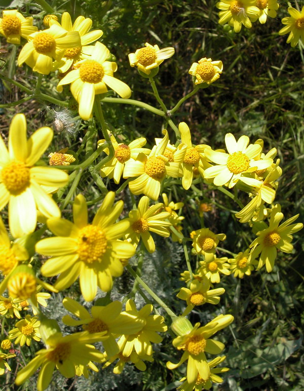 Изображение особи Senecio vernalis.