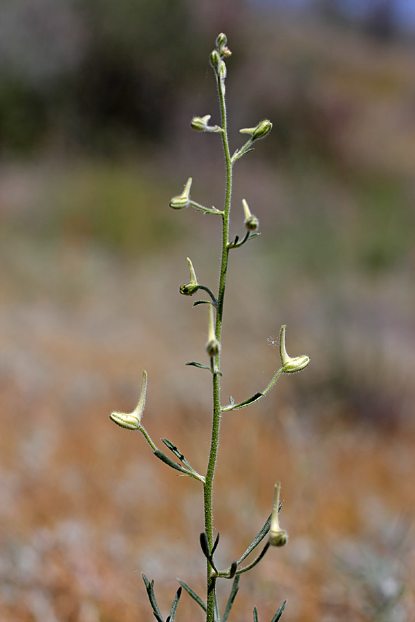 Image of Delphinium camptocarpum specimen.