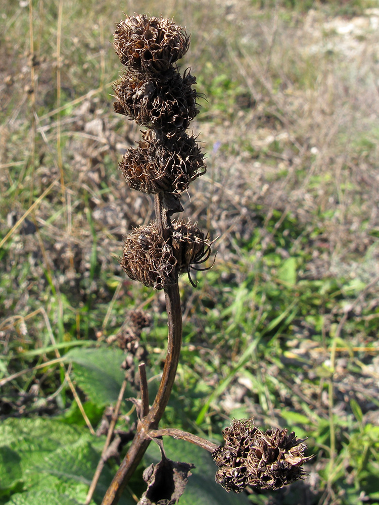 Image of Phlomoides tuberosa specimen.