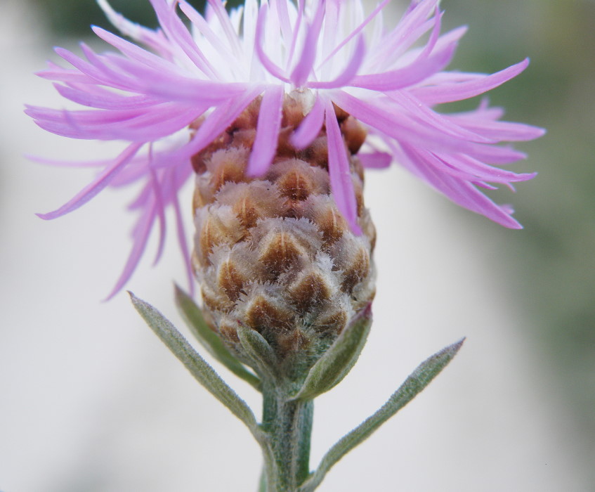 Image of Centaurea jacea ssp. substituta specimen.