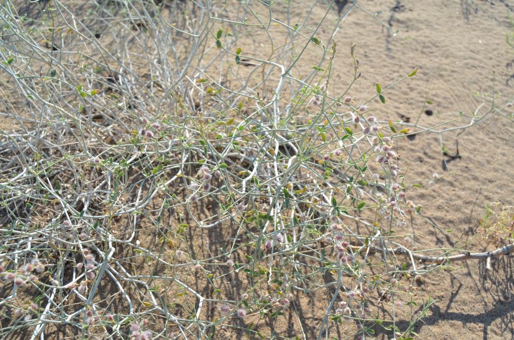 Image of Astragalus cognatus specimen.