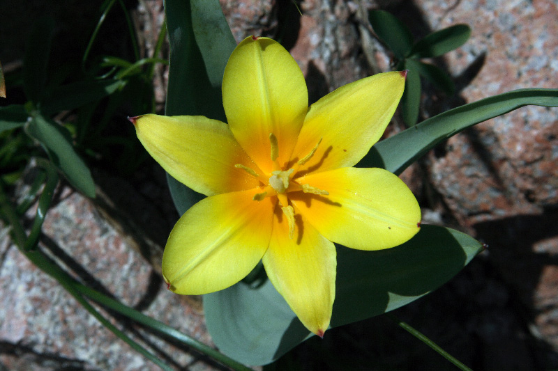 Image of Tulipa dubia specimen.