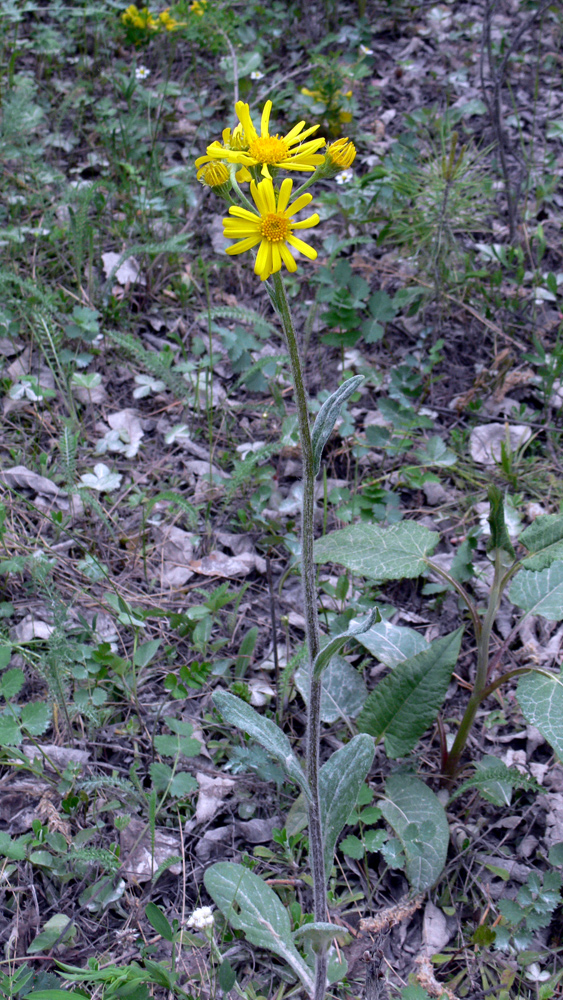 Изображение особи Tephroseris integrifolia.