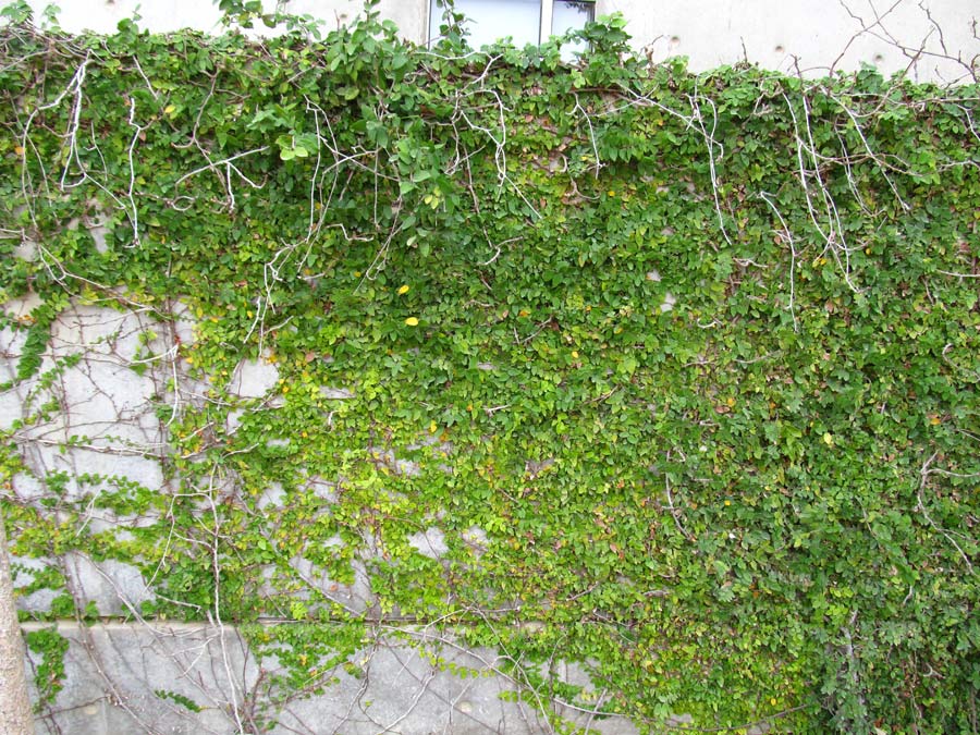 Image of Ficus pumila specimen.