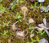 Drosera rotundifolia