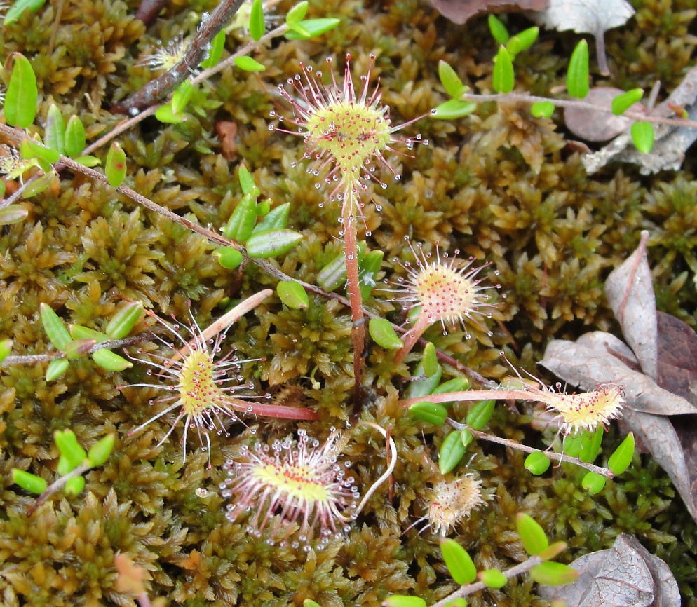 Image of Drosera rotundifolia specimen.