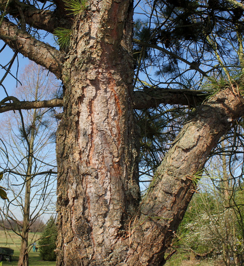 Image of Pinus rigida specimen.