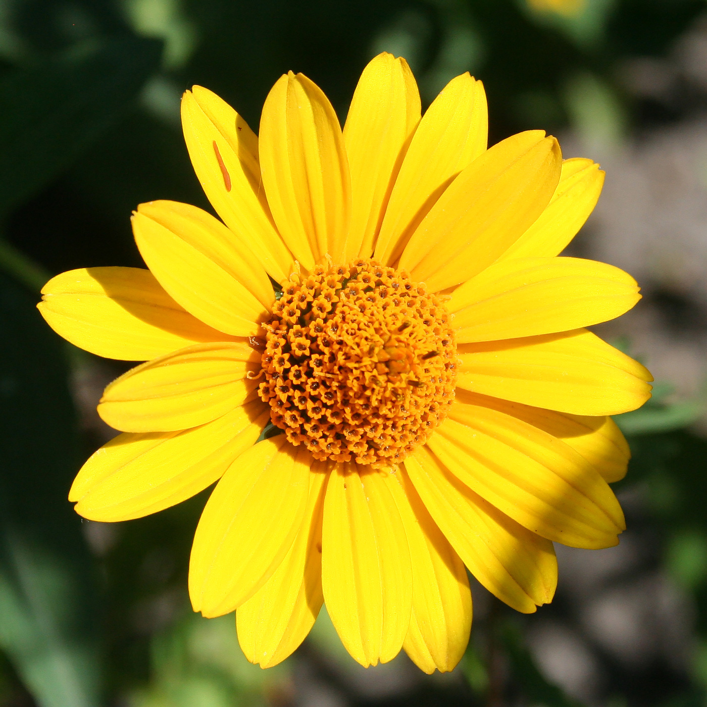 Image of Heliopsis helianthoides ssp. scabra specimen.