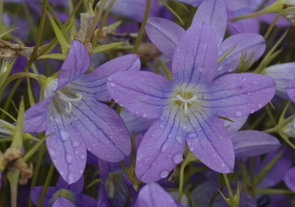 Изображение особи Campanula phrygia.