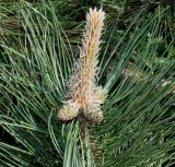 genus Pinus. Молодой побег и молодые женские констробилы. Германия, г. Дюссельдорф, Ботанический сад университета. 04.05.2014.