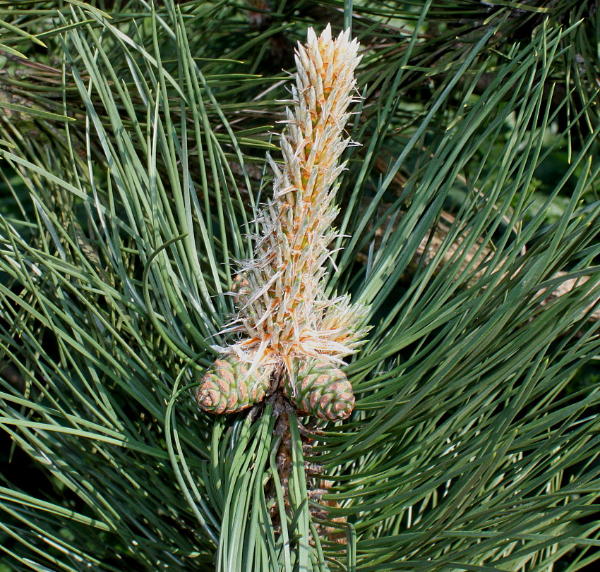 Image of genus Pinus specimen.