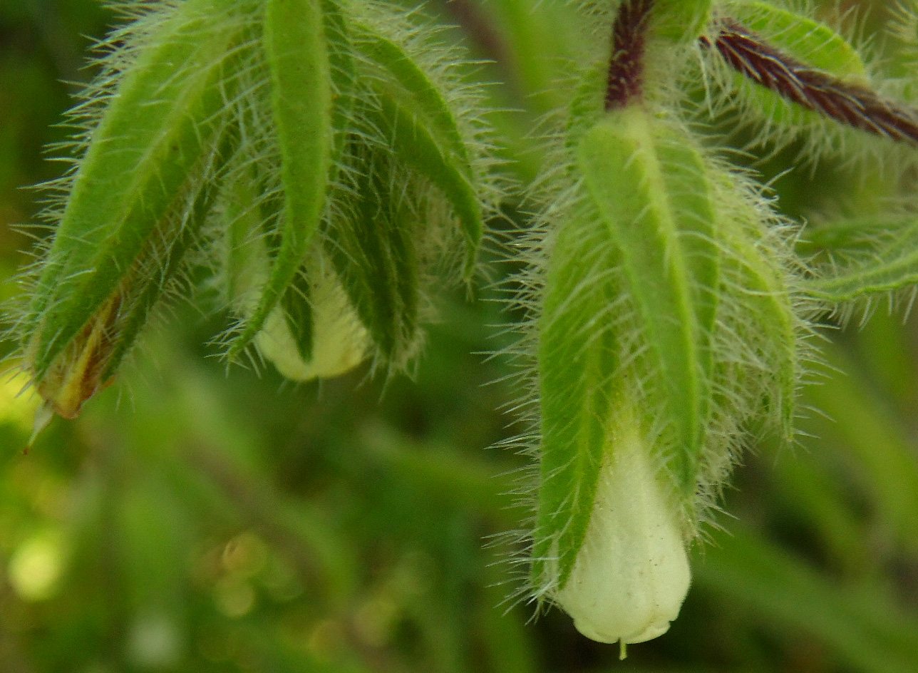 Image of Onosma visianii specimen.